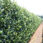 QuickHedge Laurierhaag 'Herbergii' volledige haag